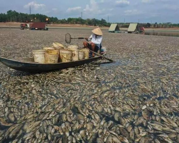 vkatshì zidvng vháng rvt bøn we tvrà dang dvshvng mvyøngè.