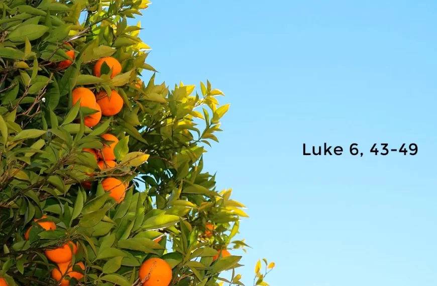 Chø̀m wàò kàshvbóng