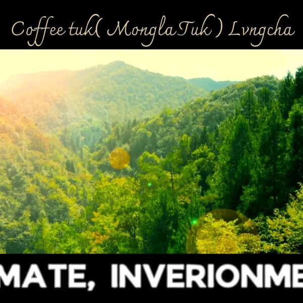 Coffee tuk( Mongla Tuk ) bø’n bung lúngì tvrà mvshøl nvng Australia móngdànò døngku vdòng dvmu bvnlì, Wurlaq dvmu bvnlì ku wàò dang