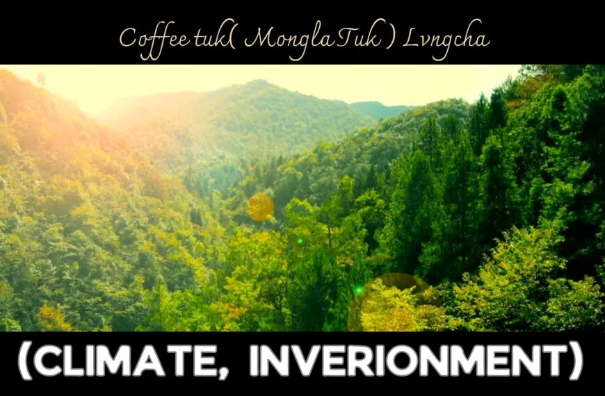 Coffee tuk( Mongla Tuk ) bø’n bung lúngì tvrà mvshøl nvng Australia móngdànò døngku vdòng dvmu bvnlì, Wurlaq dvmu bvnlì ku wàò dang