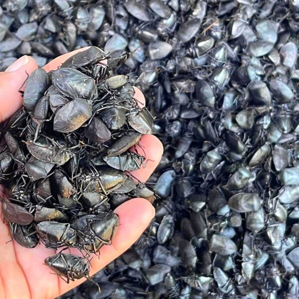 Putao rvgaq taqø shélang dvpø (3,800,000)lvp zi we dang