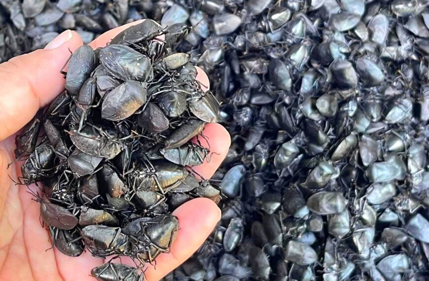 Putao rvgaq taqø shélang dvpø (3,800,000)lvp zi we dang