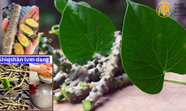 Mvnoi Ron ka mé Vjú VL dang