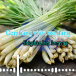 Gømbang nø kvnkøn we taq zvngngi nø vngábyó we pvn íe. Dári dvgvp shaqré rìnø vnà bvløng gvsat ò taqgø lángyang nga wr gøíe. Deni lahøq gø Móng vsvng shvngbè í kbnkøn we taq gø,Zì ziò we taq gø láng ngò weíe.Gømbang lòng vjú vl we dang svng yang lvm wai. Shagóng taq vjú zi we shagóng taq vl ra we Vitamin nvng dvtdut dvtri nø Gømbang taq gvza vbá we svng gø yang lún shi we íe. Vitamin A nvng Vitamin C nø Gømbang yáng kvt gvza vbá rvt ne Shiqshàn lvm taq gvza vjú zi we íe. Gømbang taq dvtdut ri gvaza vbá rvt shvwi nonggung yúm we taq kení gø vgâm ò we í nø shv mara ri dvpat gvza vjú zí we ci tiqpvn gø í we svng shá lún shi e.