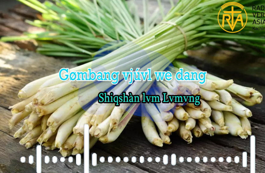 Gømbang nø kvnkøn we taq zvngngi nø vngábyó we pvn íe. Dári dvgvp shaqré rìnø vnà bvløng gvsat ò taqgø lángyang nga wr gøíe. Deni lahøq gø Móng vsvng shvngbè í kbnkøn we taq gø,Zì ziò we taq gø láng ngò weíe.Gømbang lòng vjú vl we dang svng yang lvm wai. Shagóng taq vjú zi we shagóng taq vl ra we Vitamin nvng dvtdut dvtri nø Gømbang taq gvza vbá we svng gø yang lún shi we íe. Vitamin A nvng Vitamin C nø Gømbang yáng kvt gvza vbá rvt ne Shiqshàn lvm taq gvza vjú zi we íe. Gømbang taq dvtdut ri gvaza vbá rvt shvwi nonggung yúm we taq kení gø vgâm ò we í nø shv mara ri dvpat gvza vjú zí we ci tiqpvn gø í we svng shá lún shi e.